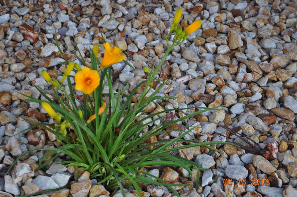 Photo of Red Oaks Landscaping