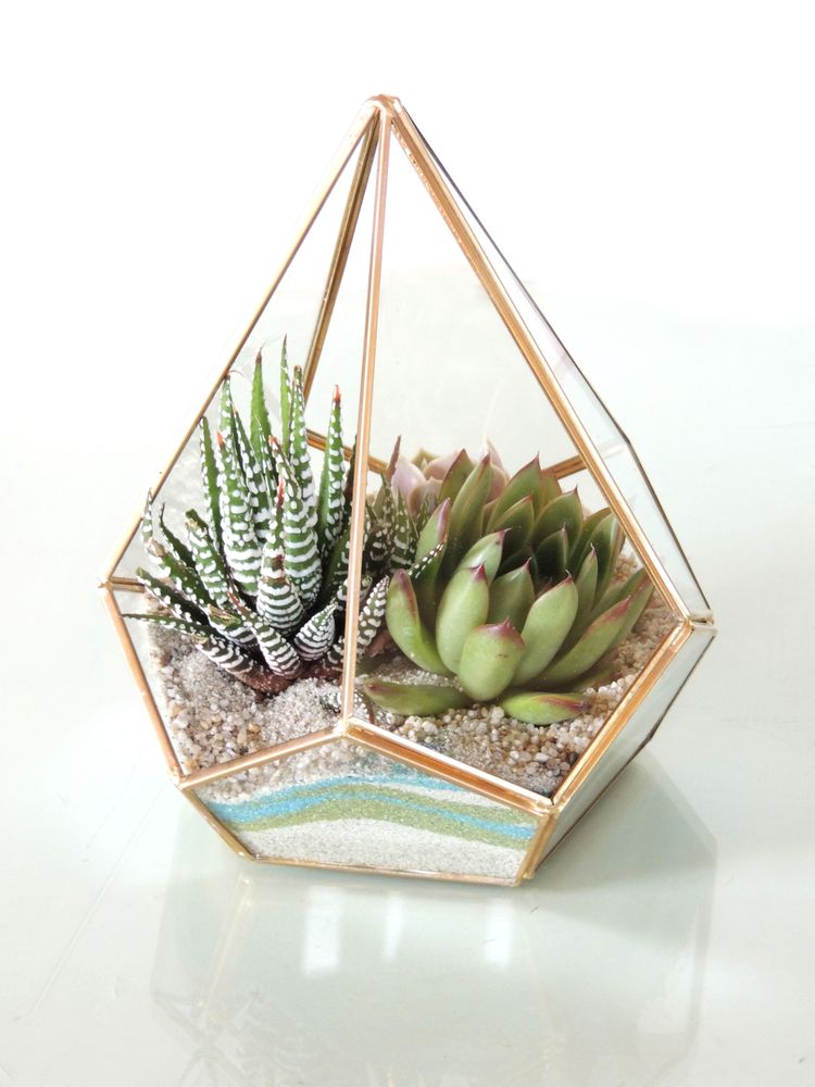 Photo of Succulently Urban