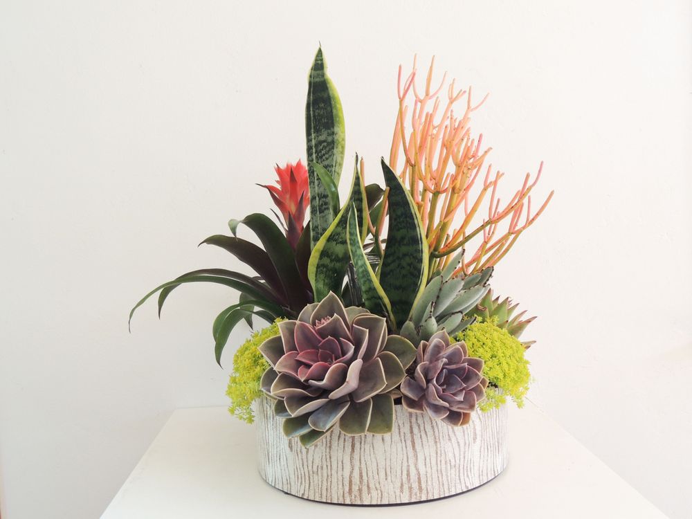 Photo of Succulently Urban