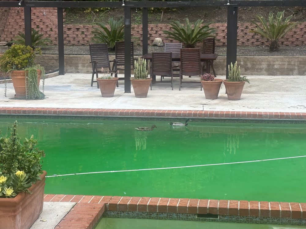 Photo of Michel's Pool Services