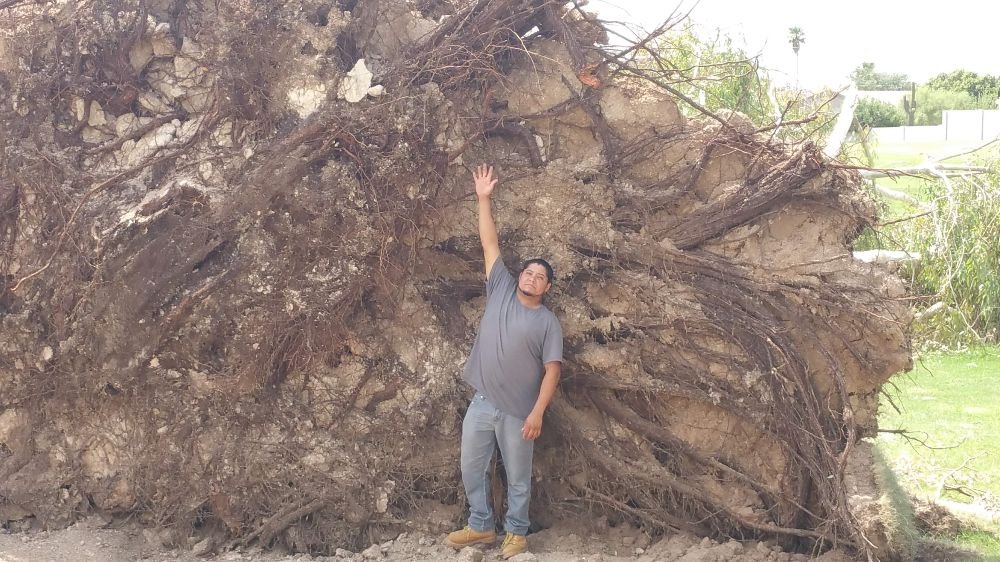 Photo of Daniel Landscaping
