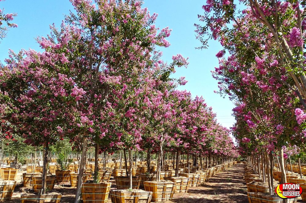Photo of Moon Valley Nurseries