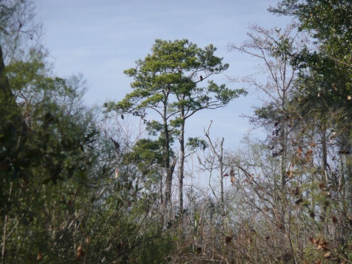 Photo of Annunciation Environmental