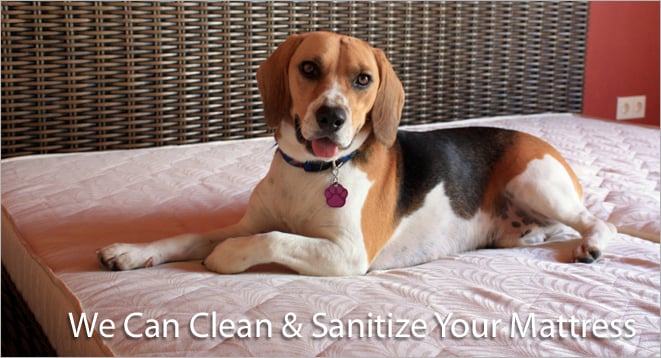 Photo of Carpet Cleaning Star
