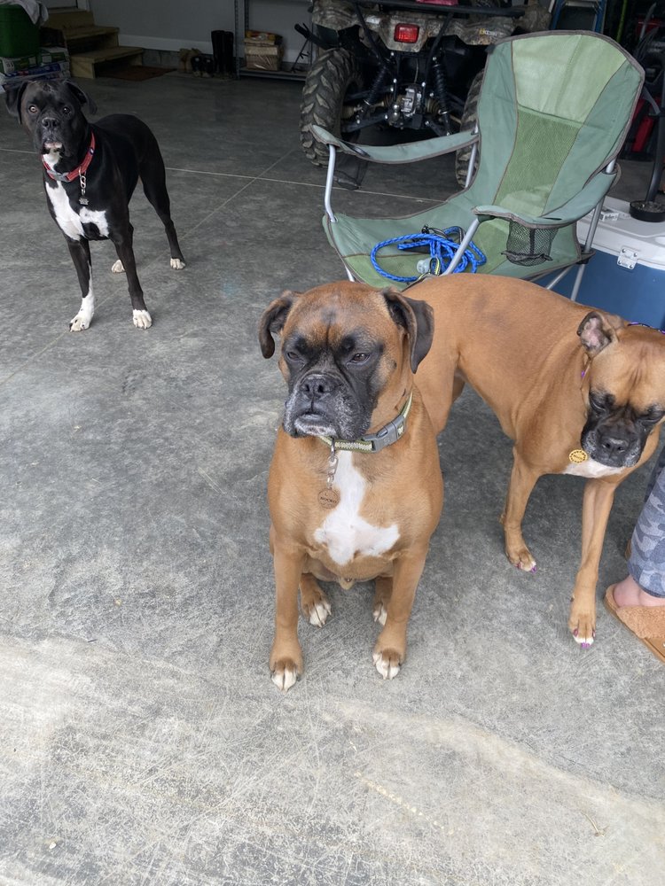 Photo of Buckeye Pet Services Group