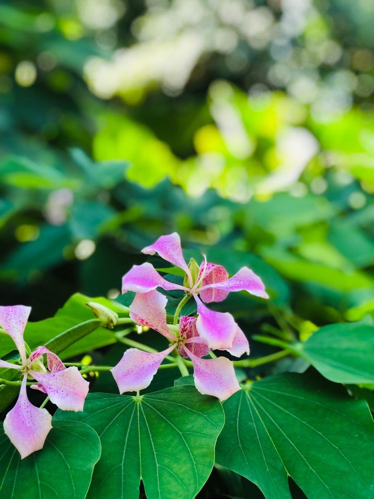 Photo of Miami Beach Botanical Garden