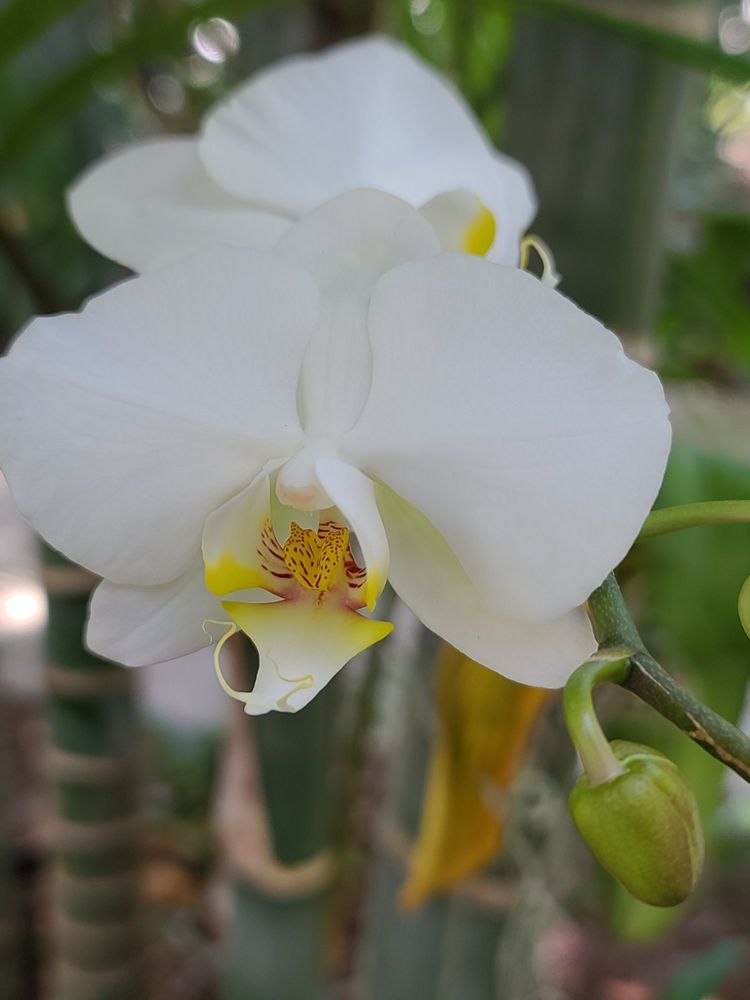 Photo of Miami Beach Botanical Garden