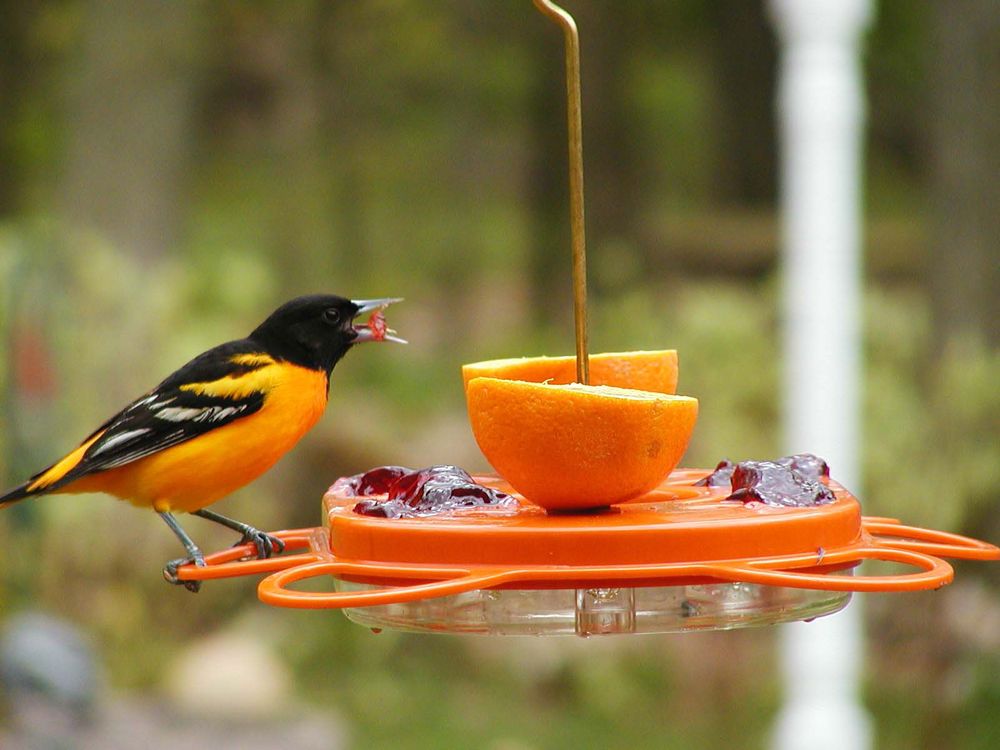 Photo of Home Improvements by Birds on Deck