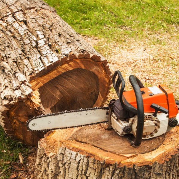 Photo of CM Precision Tree and Landscape Maintenance