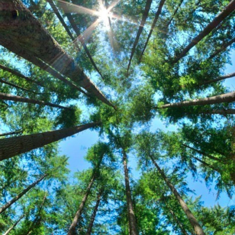 Photo of CM Precision Tree and Landscape Maintenance