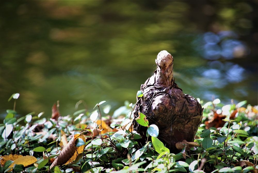 Photo of Fort Worth Botanic Garden