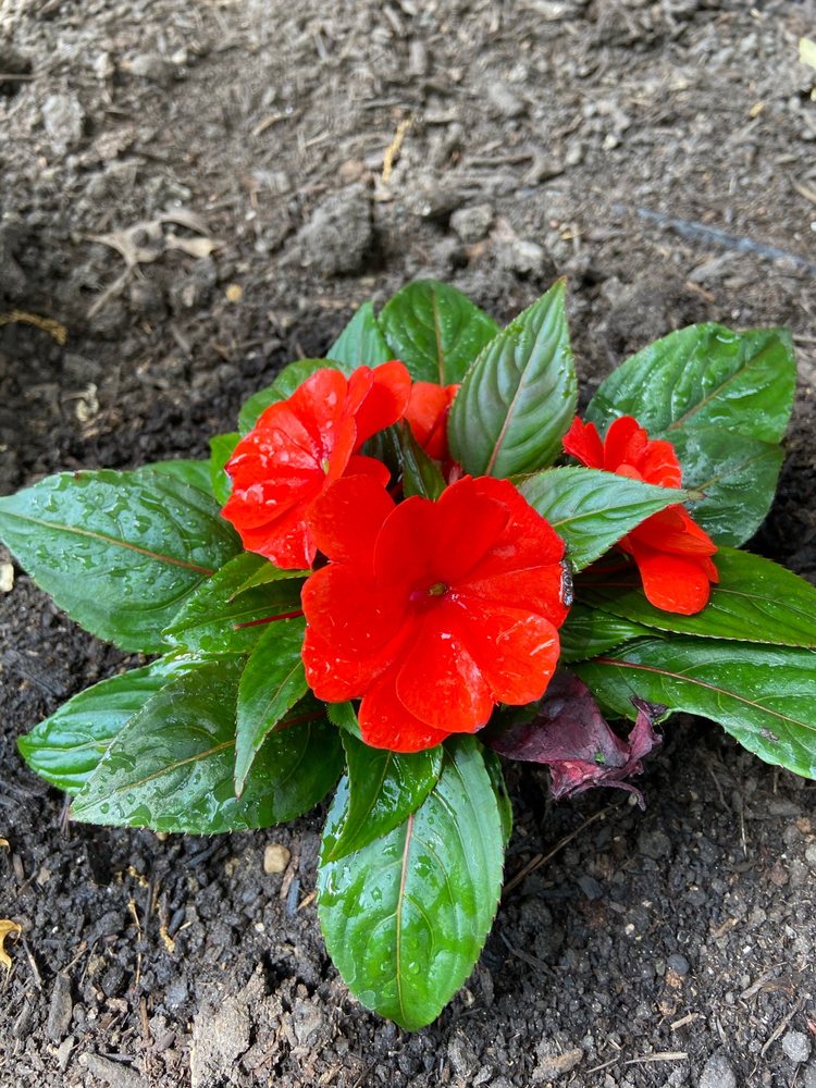 Photo of Rosie's Gardens