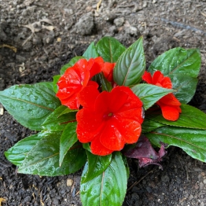 Photo of Rosie's Gardens