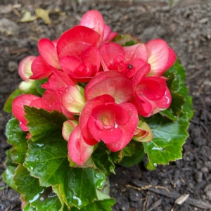 Photo of Rosie's Gardens