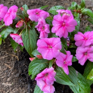 Photo of Rosie's Gardens