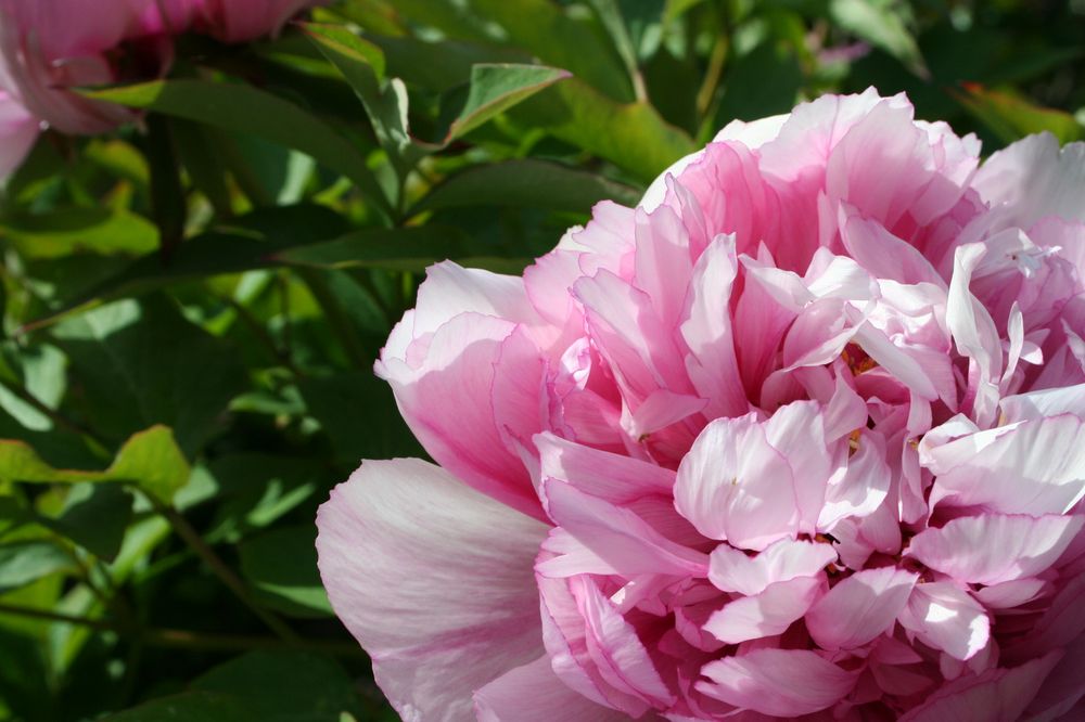Photo of Zook & Oleson Gardening