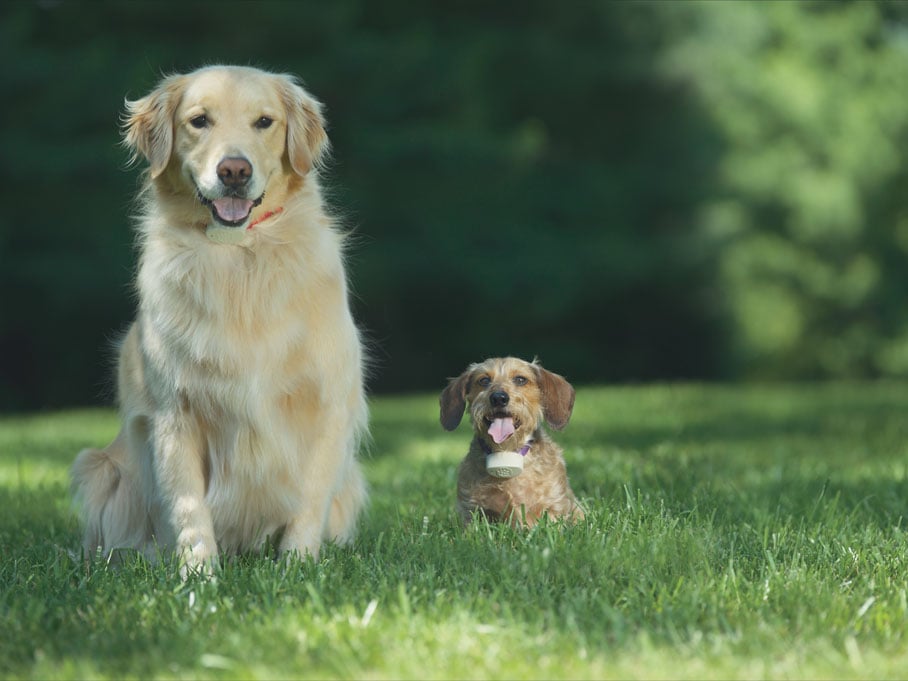 Photo of Pet Stop of Maryland