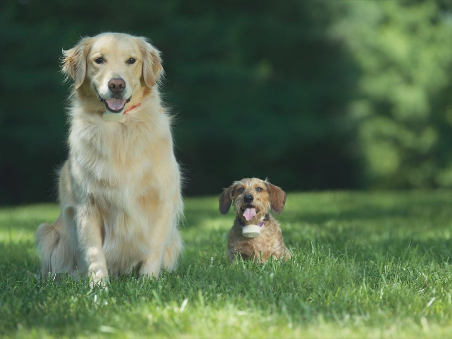 Photo of Pet Stop of Maryland