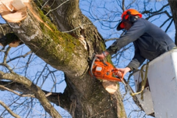 Photo of Weaver's Tree Service And Stump Removal