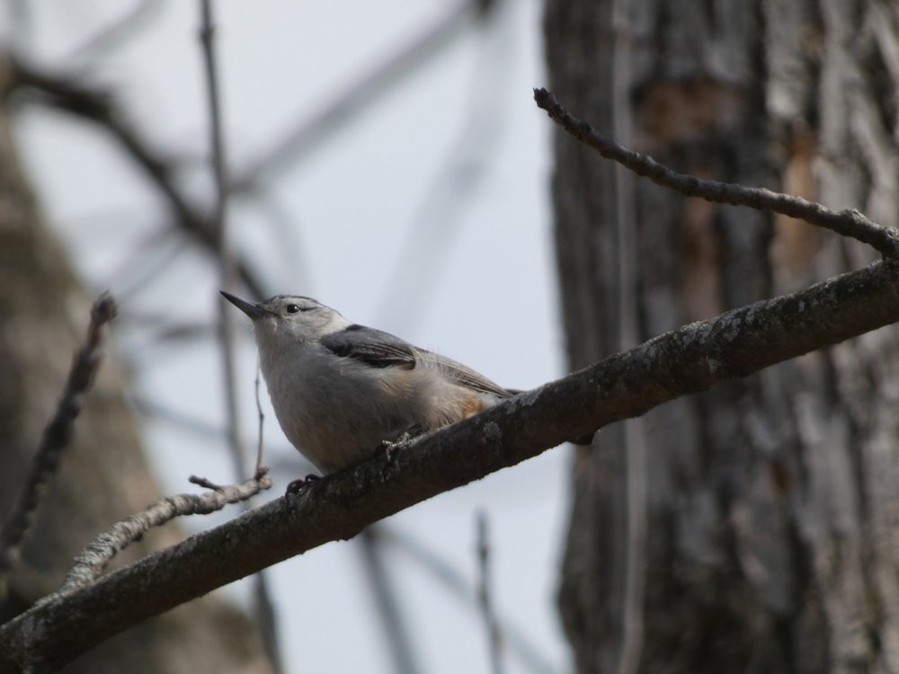 Photo of Schlitz Audubon Nature Center