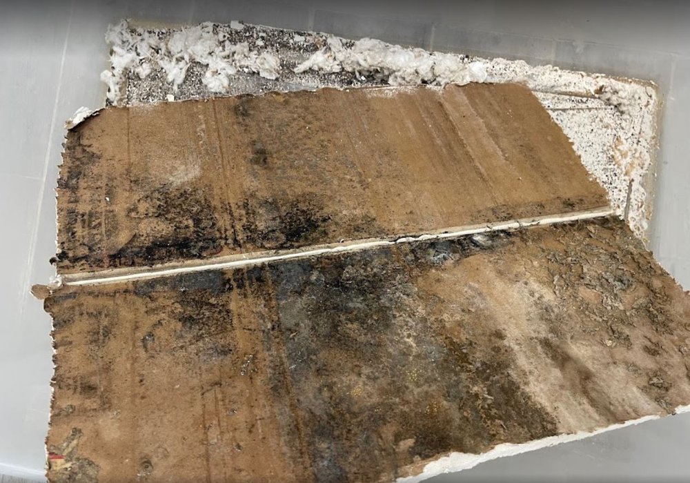 Photo of Mold Environmental Solution