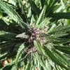 Photo of Northstone Organics