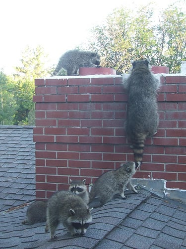 Photo of A-1 Safety Chimney Service