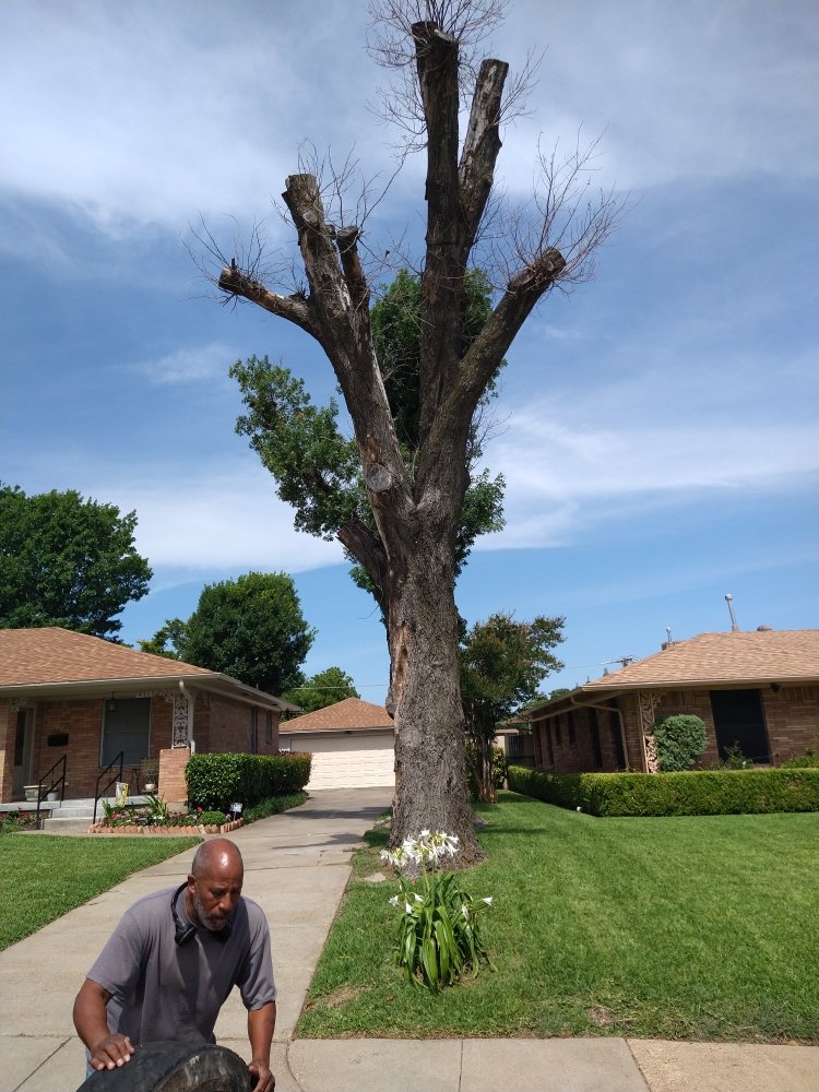Photo of Mitchells Lawn Care Tree Service