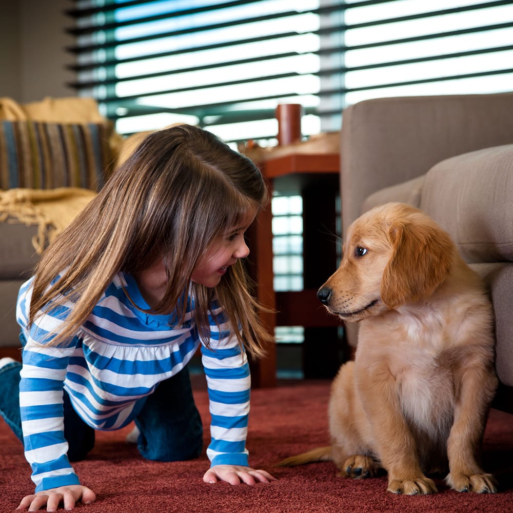 Photo of Oxi Fresh Carpet Cleaning