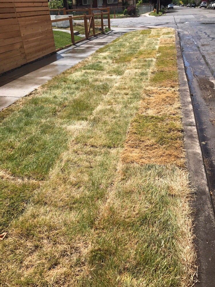 Photo of Phillips Turf Farm