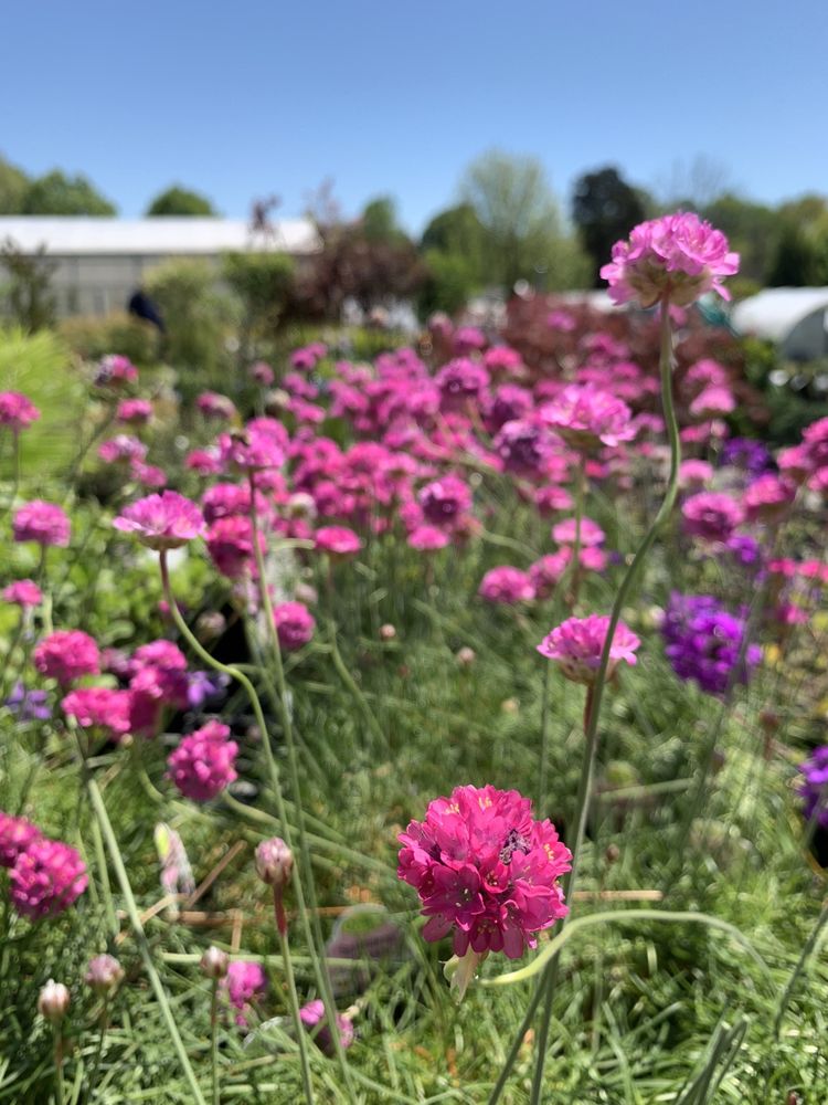 Photo of Preston Greenhouse & Garden Center