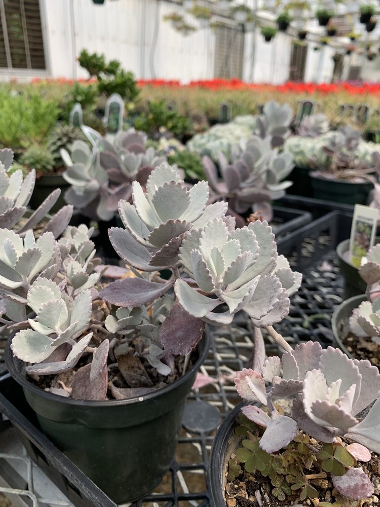 Photo of Preston Greenhouse & Garden Center