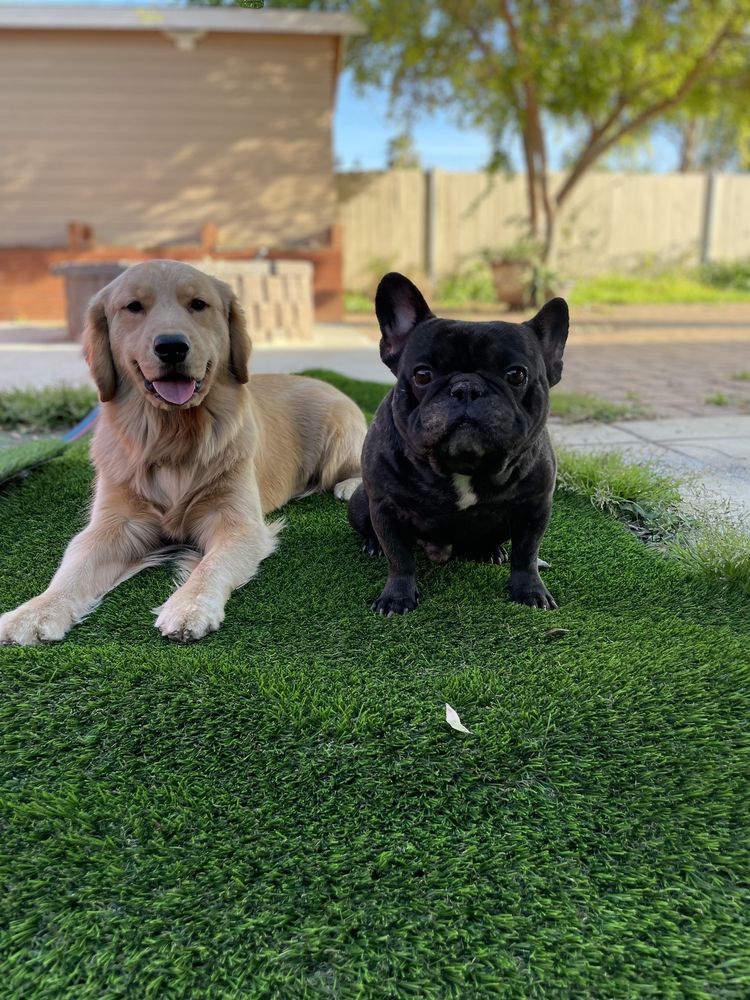 Photo of Superior Artificial Turf' N Ivy