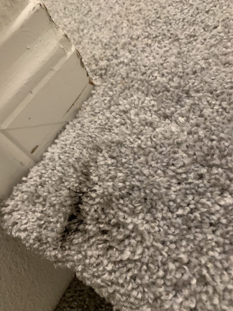 Photo of Bubble Shine Carpet