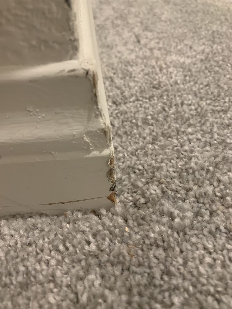 Photo of Bubble Shine Carpet