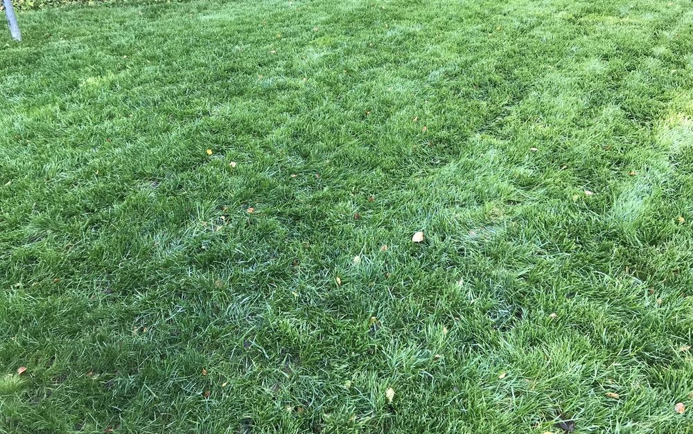 Photo of Dreamlawns