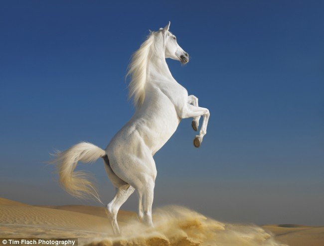 Photo of White Horse Painting
