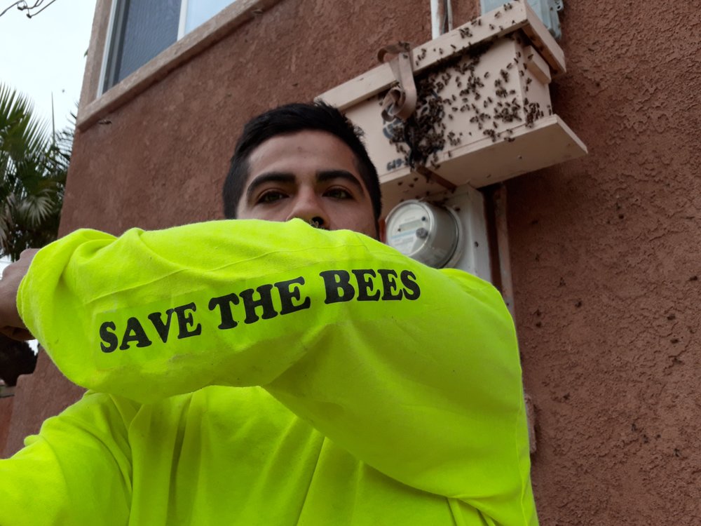 Photo of Ay Caramba Live bee removals and Professional services
