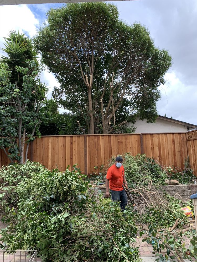 Photo of Eson's Lawn and Yard Service