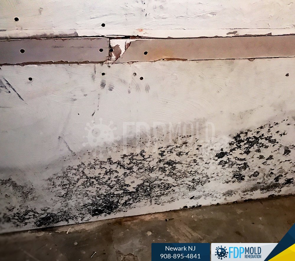 Photo of FDP Mold Remediation