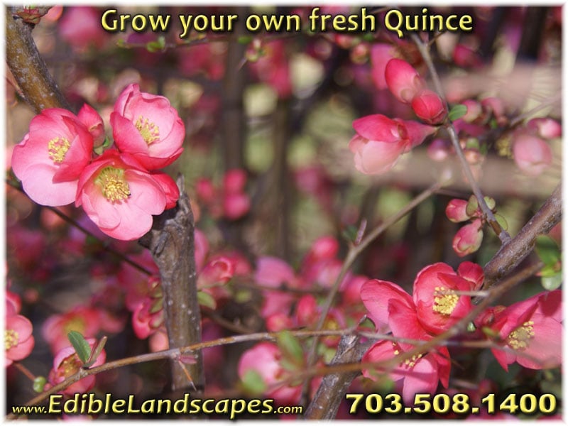 Photo of Edible Landscapes