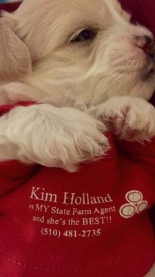 Photo of Kim Holland - State Farm Insurance Agent