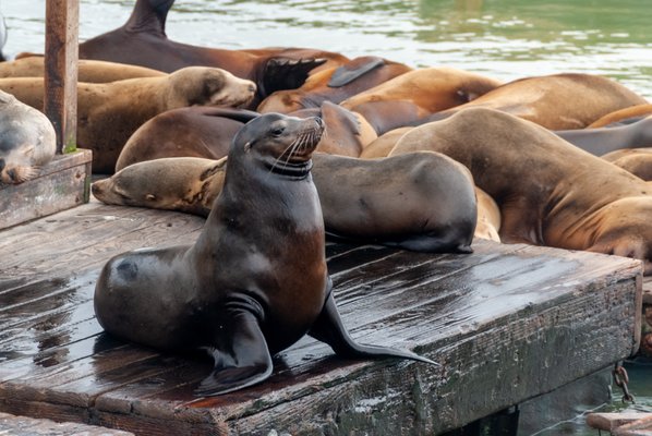 Photo of Safe Harbor CPAs and Tax Consultants