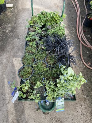 Photo of Strautman Gardening Pros