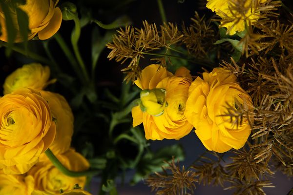 Photo of Nigella SF