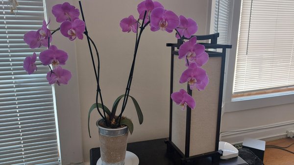 Photo of My Flower Shop