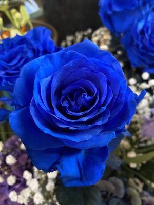Photo of Natalini Flowers