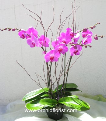 Photo of Orchid Florist