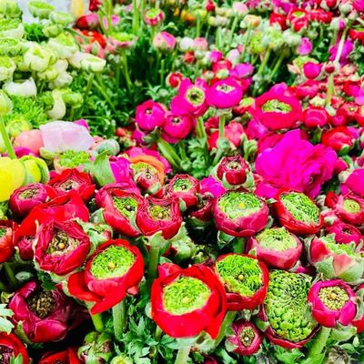 Photo of Flowers World
