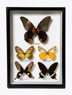 Photo of New Yorker Picture Frames
